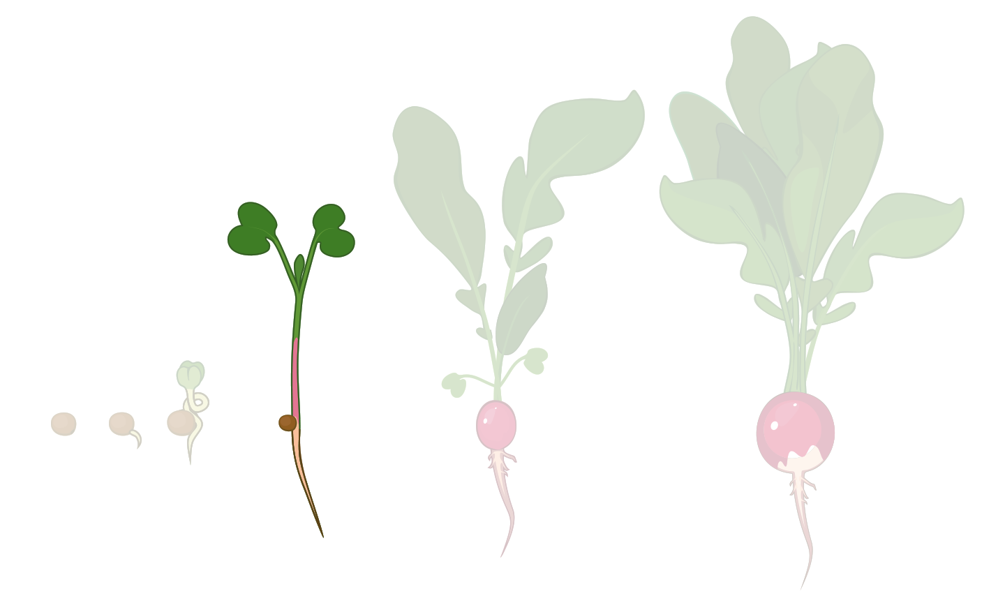 Plant growth stages highlighting microgreen