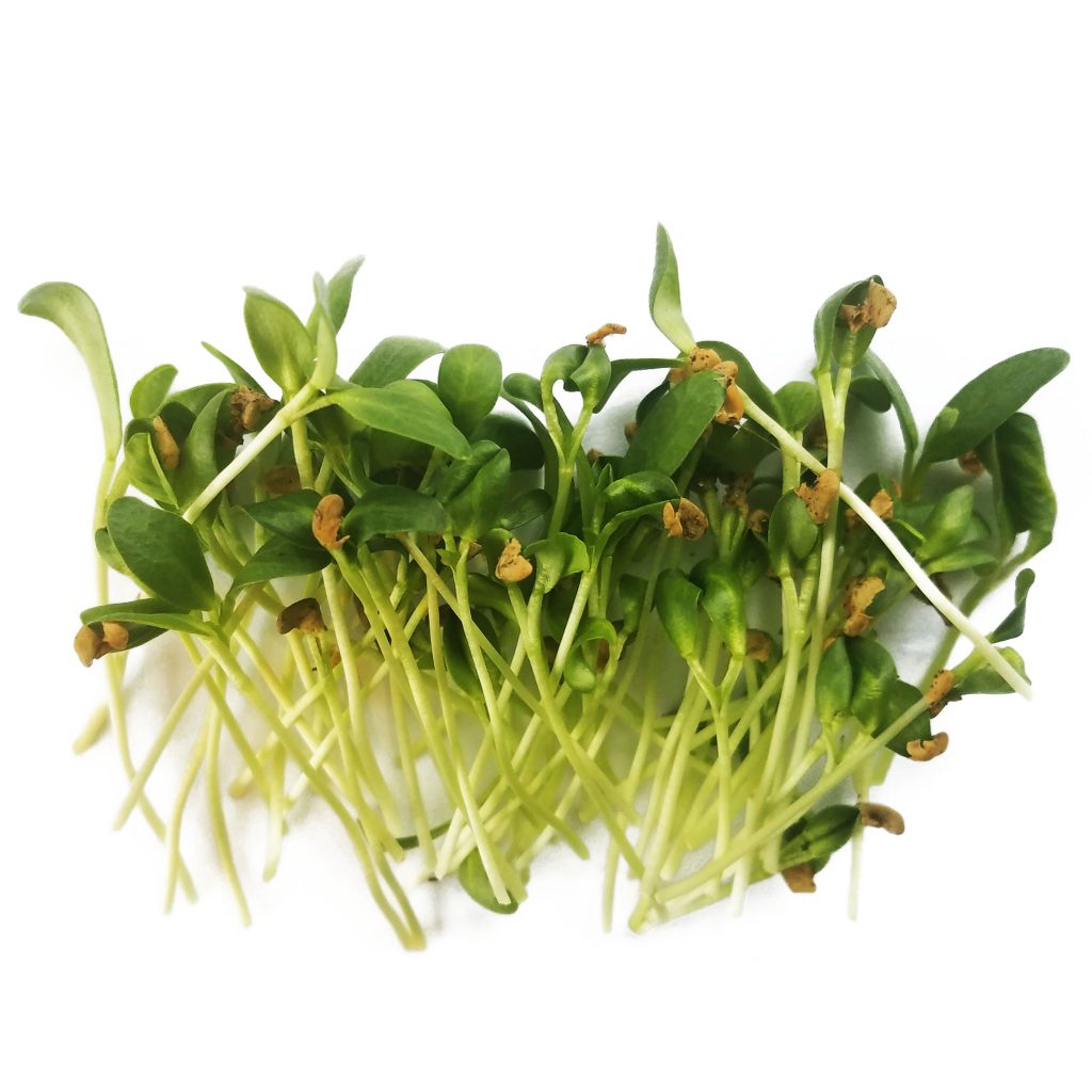 Fresh microgreens | Hand-Grown Greens