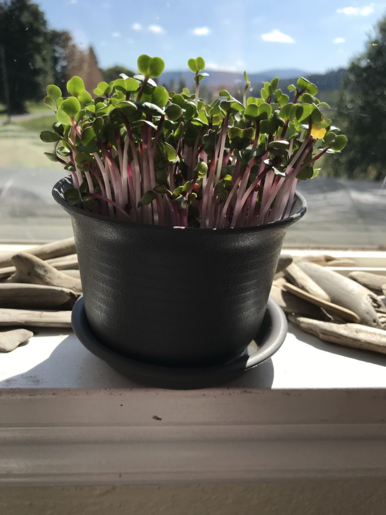 Micro radish growing on windowsill