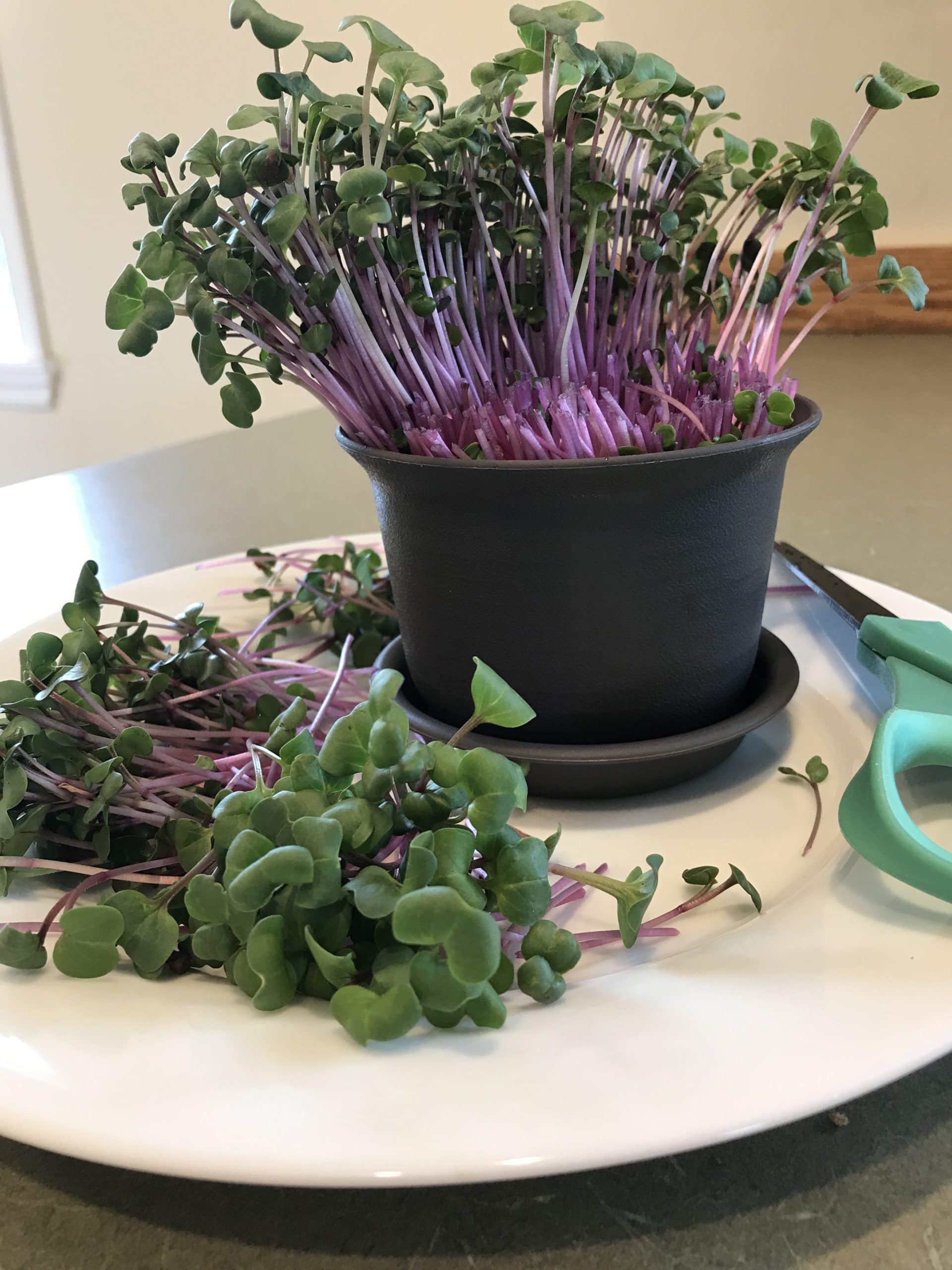 Radish microgreen