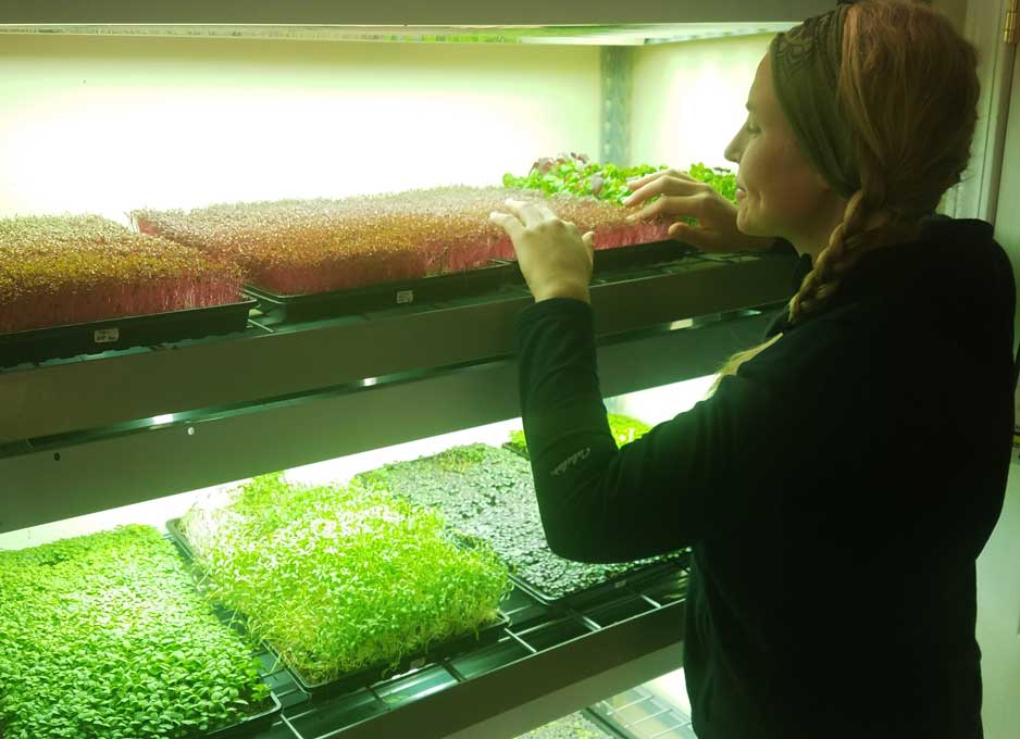 Caring for microgreens