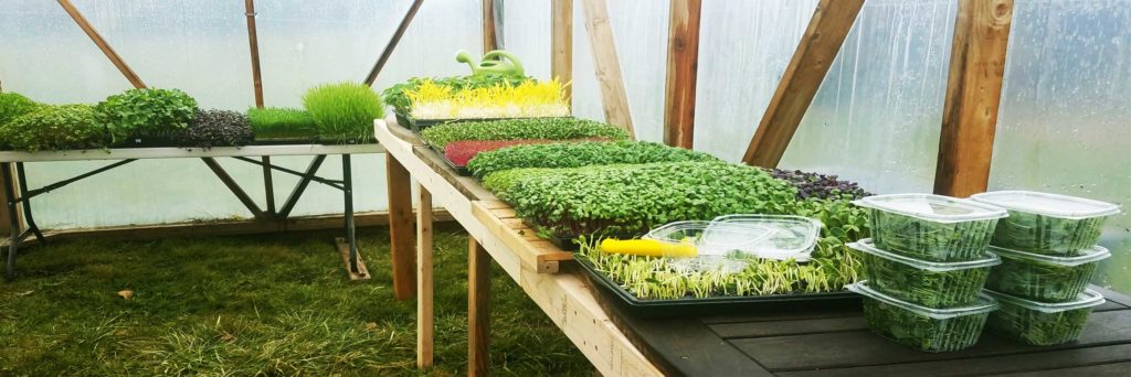microgreen trays in greenhouse