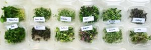 packaged microgreen varieties