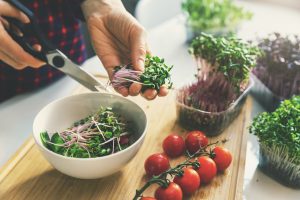 microgreens on kitchen counter