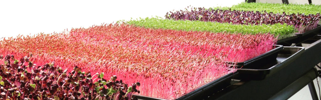 colourful microgreen trays