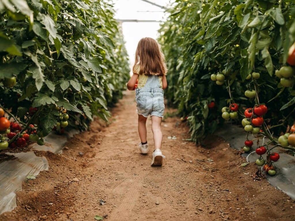 young girl in tomato rows