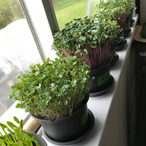 windowsill microgreens