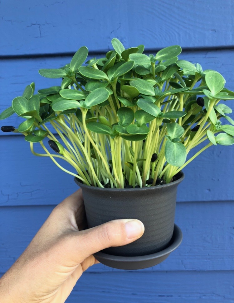Microgreens growing kit with pea shoots