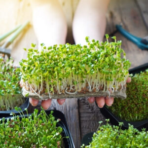 Grow microgreens at home