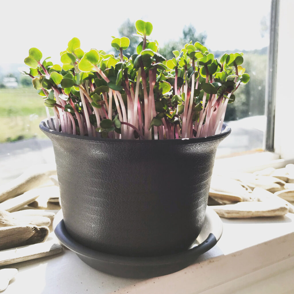 Growing microgreens in sunlight