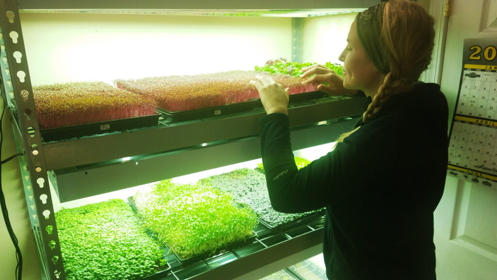 microgreens growing indoor with grow lights