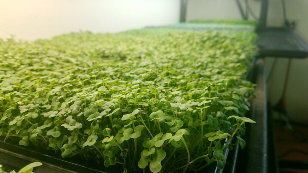 microgreen trays under grow lights