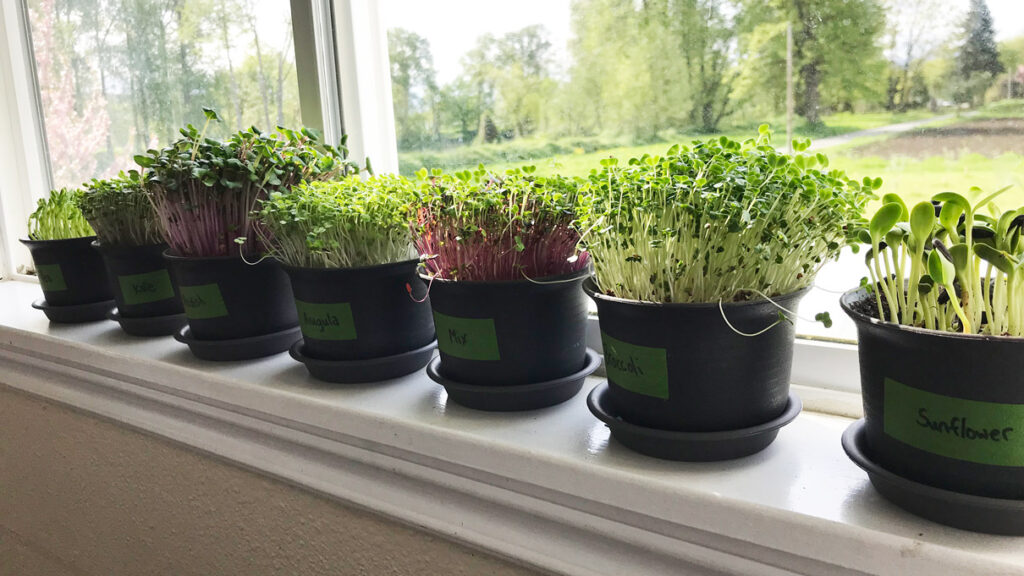 Microgreens on windowsill