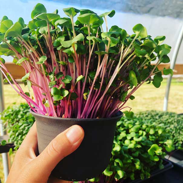 micro radish growing in a pot